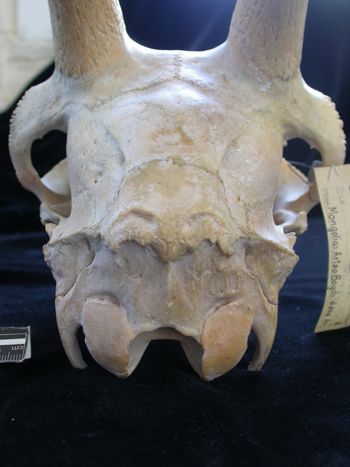 Media type: image;   Mammalogy 25354